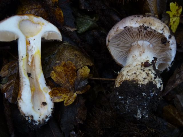 CONFERMA DETERMINAZIONE CORTINARIUS SPECIE